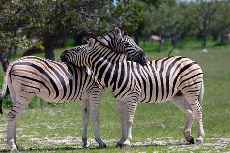 Etosha National Park - The World of Rare Animals in Namibia | Trip Ways