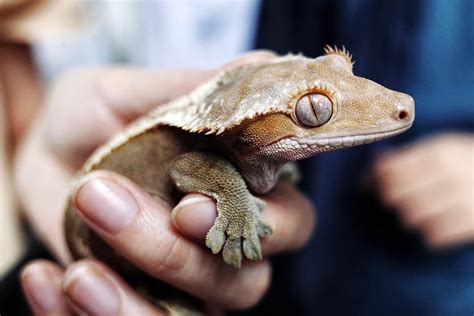 Are Crested Geckos Good Pets? (With Pics) | Blue Dragon Pets