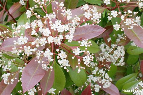 Red Tip Photinia, Photinia fraseri Red Robin Hedge - How to Care ...