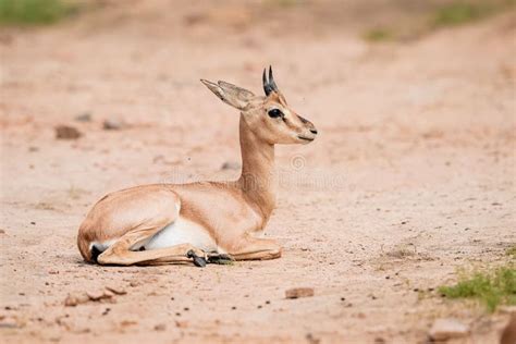 Beautiful Shot of a Baby Dorcas Gazelle Sitting on the Sand Stock Photo ...