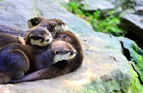 River Otter - Description, Habitat, Image, Diet, and Interesting Facts