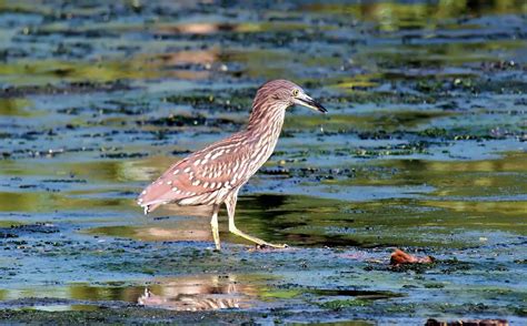 Wetlands: Learn How to Protect These Important Natural Habitats