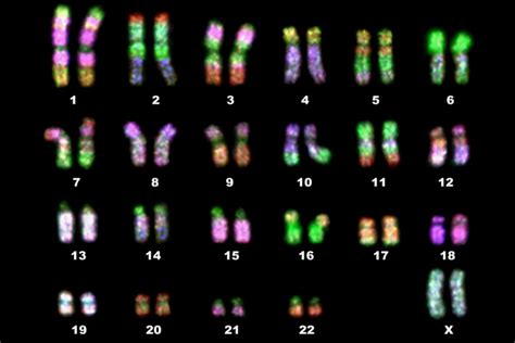 Homologous Chromosomes - Definition and Example