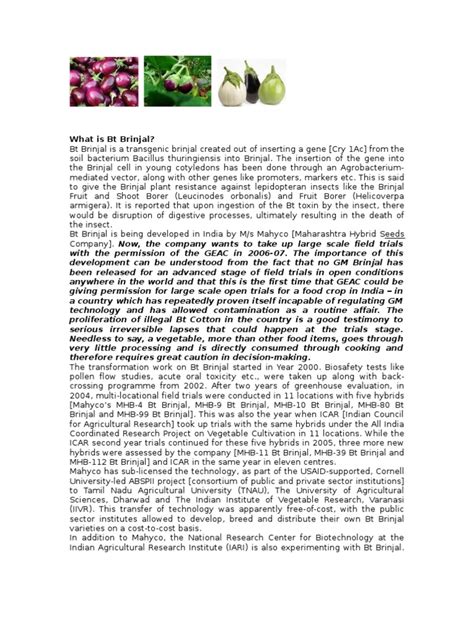 BT Brinjal | PDF | Genetically Modified Crops | Genetic Engineering