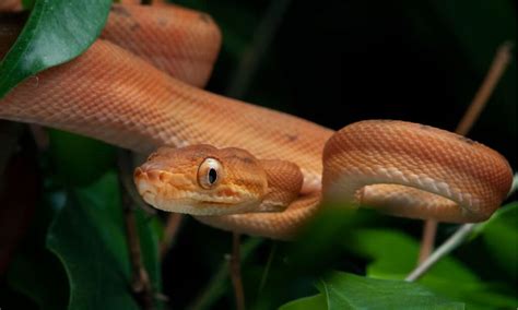 Amazon Tree Boa - A-Z Animals