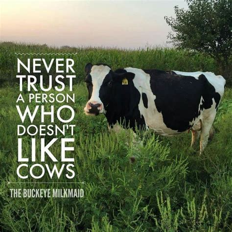 Pin by Fancy Shoe Queen on Country Life | Cow quotes, Cows quotes, Cow