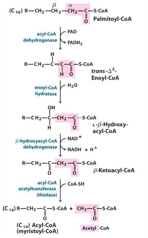 β-oxidation process | Download Scientific Diagram