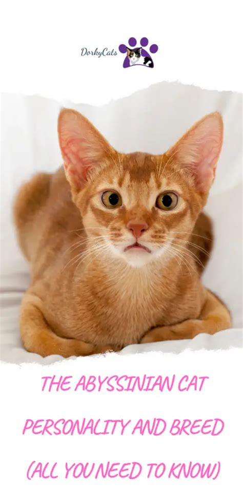 THE ABYSSINIAN CAT PERSONALITY AND BREED (ALL YOU NEED TO KNOW) - DorkyCats