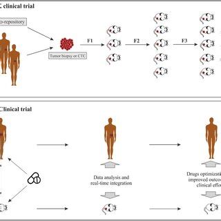 Humanized PDX model applications in immunotherapy | Download Scientific ...