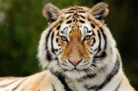 Tiger Face Close Up Free Animals Wallpaper Image with Tigers ~ Harster