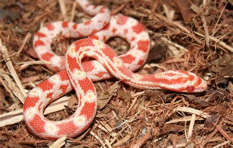 Corn Snake - Animals Photos