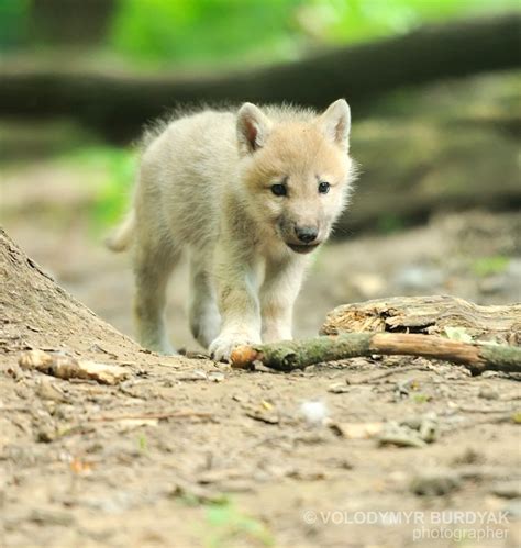 Arctic wolf pup | Wolf pup, Cute animals puppies, Cute animals