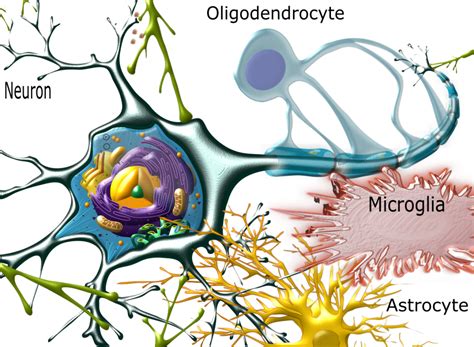 Neuroscience Fundamentals: Brain Cell Types