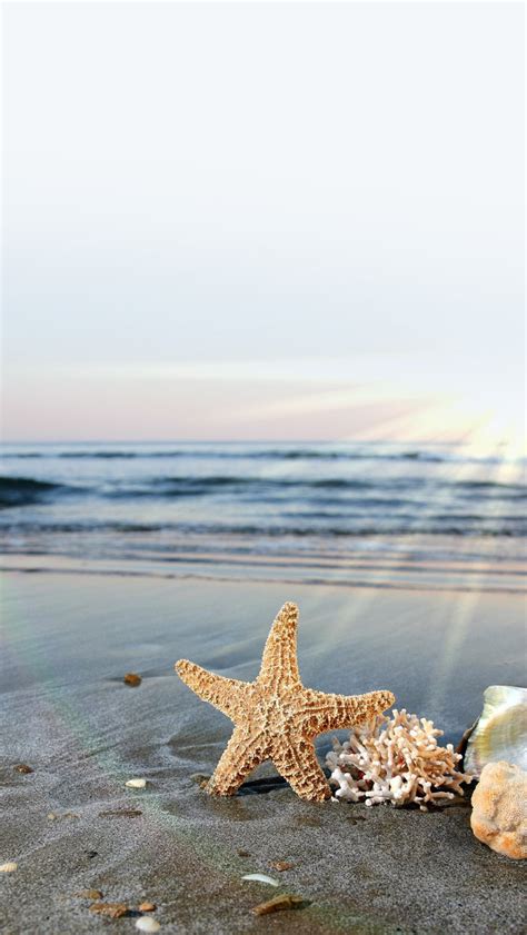 🔥 [40+] Beach and Starfish Wallpapers | WallpaperSafari