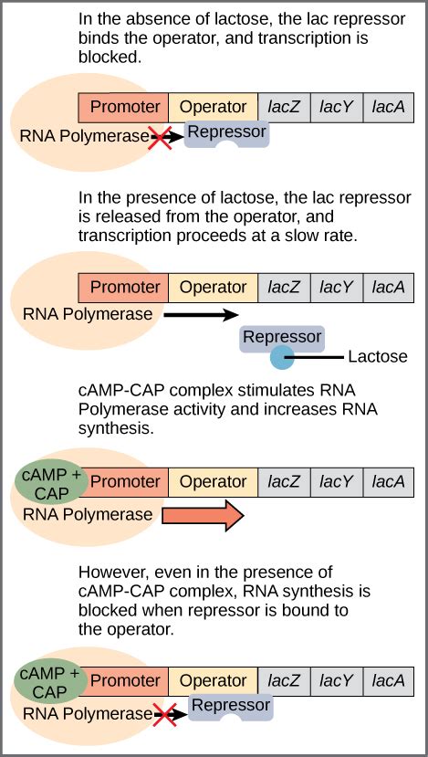 Activators and Inducers | Biology for Majors I