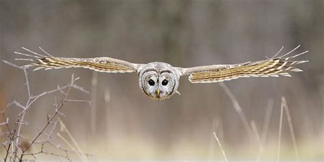 Barred Owl In Flight Photograph by Scott Linstead