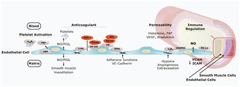 Endothelial Cells | GeneTex