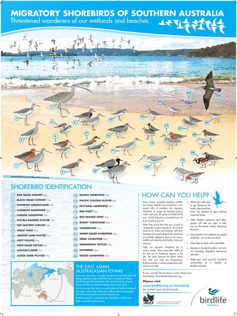 Shorebirds Southern | PDF | Bird Migration | Ornithology