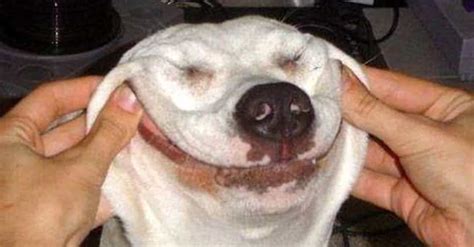 Creepy Dog Smiles | Photos of Weird Dogs Making Weird Faces