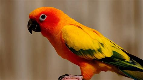 Burung Sun Conure - Homecare24