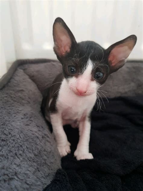 37 Cornish Rex Kittens Available Photos – Pet My Favourite