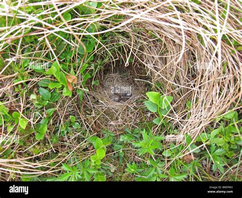 Meadow pipit nest hi-res stock photography and images - Alamy