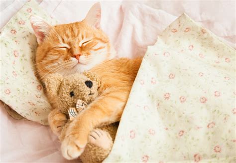 Cute Red Sleeping Cat On A Bed Stock Photo - Download Image Now - iStock