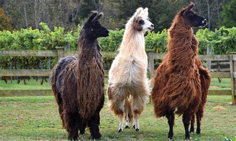 Llamas for Sale – Lazy Llama Farms