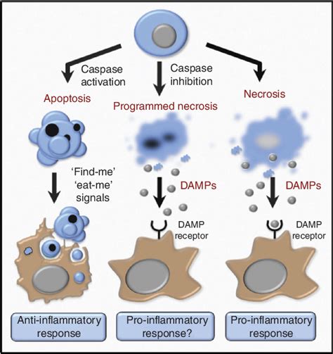 Figure 2 from Inflammatory outcomes of apoptosis, necrosis and ...