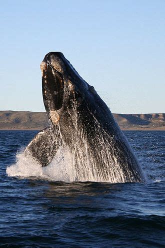 Right whale - Simple English Wikipedia, the free encyclopedia