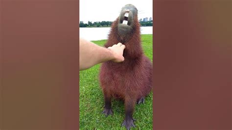 A Fun Fact About Capybara Teeth! - YouTube