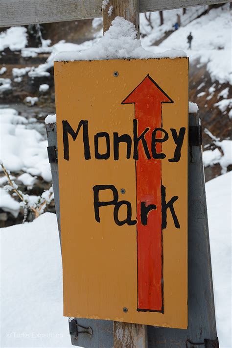 Turtle Expedition » Japan #6 – Snow Monkeys – December 2014