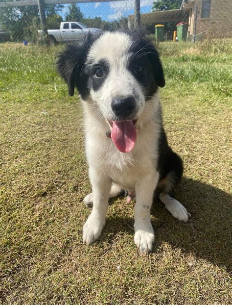 Border Collie - Placid Hills - PetsForHomes