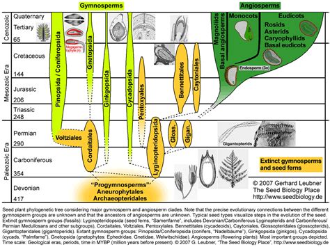 The Seed Biology Place - Seed Evolution