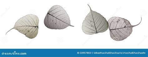 Brown leaf silhouettes stock image. Image of leafs, background - 33957803