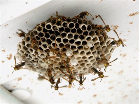 Paper Wasp Nest Identification