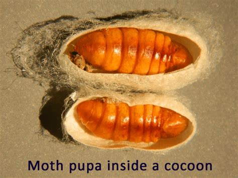 Is it a pupa, chrysalis or cocoon? - Australian Butterfly Sanctuary