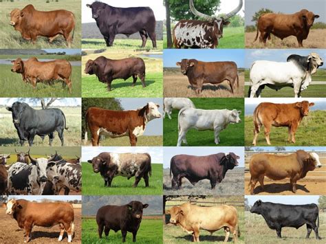 BEEF CATTLE BREEDS - African Farm Resource Centre