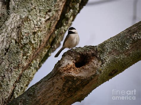 Black-Capped Chickadee Nesting Photograph by Rachel Morrison