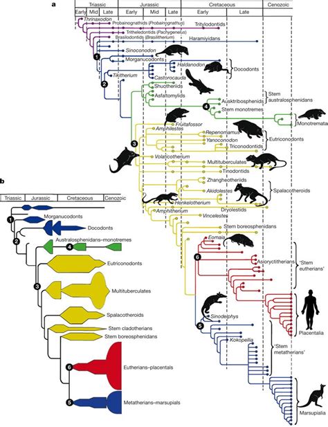 animal phylogeny | Family tree diagram, Evolution, Mammals