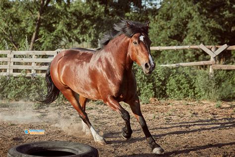 Arabian Horses in Egypt | Egyptian Horse Breeds, Characteristics