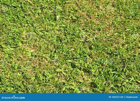 Grass Leaf Texture stock photo. Image of plant, beautiful - 105521134