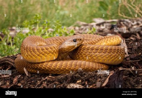 A macro shot of a Naja nivea, or Cape Cobra, in its natural habitat ...