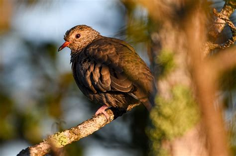 Bird of the week: common ground dove | Your Observer