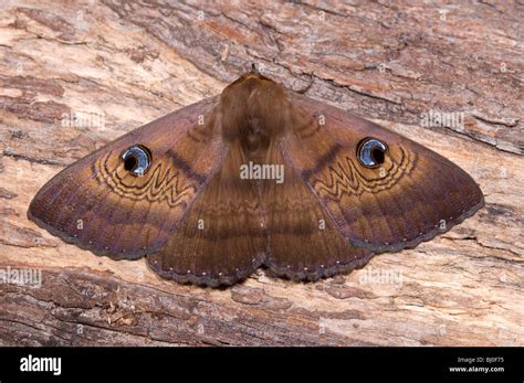 Australian Brown House Moth Stock Photo, Royalty Free Image: 28286137 ...