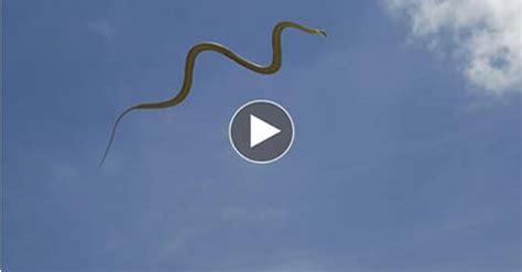 snake fly - flying snakes videos - snake fly tying | het 42 insurance news