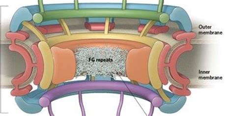 Infographic: The Nuclear Pore Complex | The Scientist Magazine®