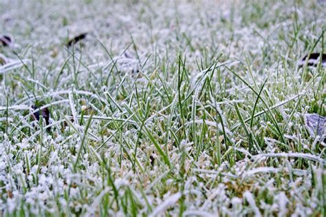 Winter Weed Control | Lawn Protection & Maintenance in Murfreesboro ...