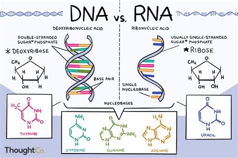 Giải Đáp: ADN Hay ARN Có Trước? Vì Sao?