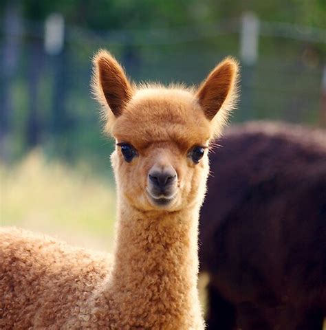 "Cute Baby Alpaca" Photographic Print by karendgal | Redbubble